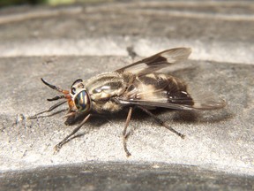 Deer fly