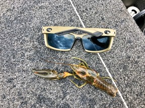 Not only are rusty crayfish plentiful, they grow larger than our native species.  This is a seven inch long crayfish that a largemouth bass puked up in my livewell during a bass tournament on Shoal Lake earlier in July.  It is much larger than any bait I would use for bass.