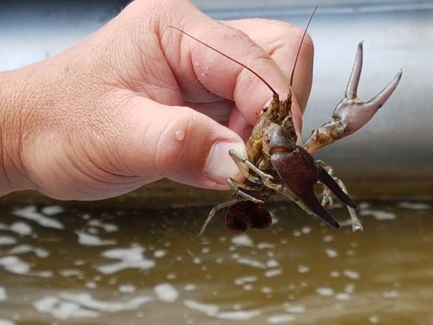 Crayfish, crawdaddy, crawfish – What do you call them?