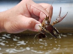 Rusty crayfish on Lake of the Woods in July.