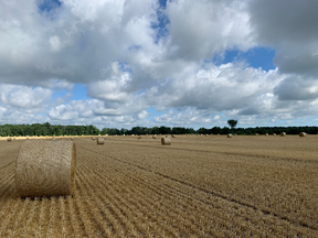 Figure 1. A recently harvested field of soft red winter wheat with straw processed into 4X5 round bales.