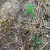 Figure 2. Late emerging common ragweed (top) and field violet (bottom) seedlings in the wheat stubble that will flourish and quickly produce seed if some form of post-harvest management is not done.