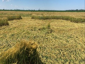 Figure 1. Lodged winter wheat field that will require some combine and in-field adjustments to get the crop successfully harvested.