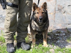 Recon, a K9 unit with the GSPS, helped track down and arrest a 30-year-old man in Azilda.