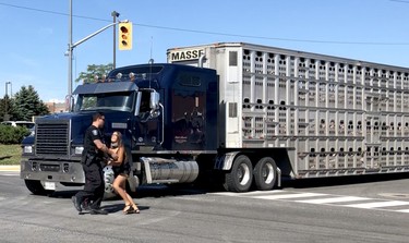 Halton Regional police remove activist Sabrina Desgagnes after she walked into the intersection in front of a moving transport attempting to entering the Sofina Fearman's Pork Ltd. processing plant in Burlington on a green light and right-of-way, July 30, 2020. Desgagnes repeated this action several times over the course of the protest.