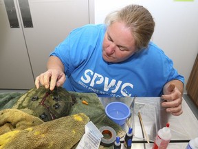 Assistant director Leah Birmingham, her hands sticky with epoxy, affixes brackets to a snapping turtle's broken shell at Sandy Pines Wildlife Centre in Napanee. Paired with zip ties, they'll brace the shell until it heals. 
LUKE HENDRY