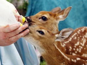 Veterinary assistant Julia Evoy feeds two orphaned fawns at Napanee's Sandy Pines Wildlife Centre. Staff disguise themselves to prevent the deer from associating humans with food.