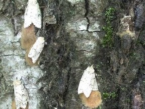 Eastern Ontario is experiencing the worst outbreak of Gypsy moths since the mid-1980s. MNRF IMAGE