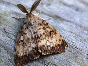 Gypsy moths are devastating trees in Brant County.