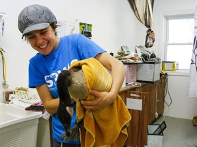 Avian team leader Adriana Larios carries a Canada goose to a bathtub to practise floating Saturday at Sandy Pines Wildlife Centre in Napanee. The centre sees nearly 5,000 patients a year; many are birds.