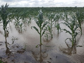 A waterlogged field is shown after a recent storm. Alberta and elsewhere in North America has been subject to heavier precipitation in recent years, which experts warn is caused by climate change.