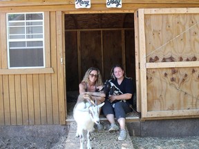 Three more structures like this are on the way to help house some of the animals at Charlotte's Freedom Farm after a barn was destroyed in a fire late Wednesday night that caused about $400,000 damage. Founder of the animal rescue farm, Lauren Edwards, left, and Christine Rettig, who ran in the burning building to free several animals, are seen here with goats Little Dane, front, and Joey, at the facility on Brook Line, north of Chatham, Ont. on Friday July 3, 2020. (Ellwood Shreve/Chatham Daily News)