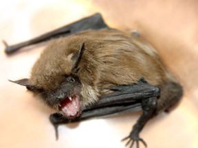 A bat found in the Ingersoll area was confirmed to have rabies, reports public health.