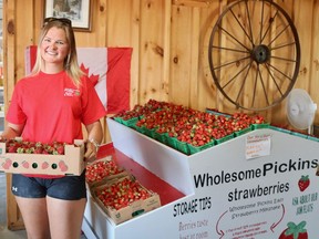 Sierra Demaere, manager of the Wholesome Pickins store in Delhi, holds a flat of strawberries on July 7. The recent dry heat has impacted the strawberry crops at farms across Norfolk County. Ashley Taylor photo