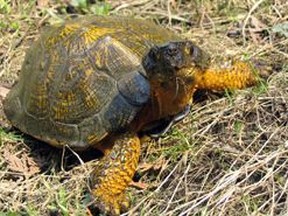 Wood turtle