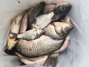 Prussian Carp like the ones pictured here are being sought during the Hanna Roundhouse Society Fishing Derby Sept. 26.