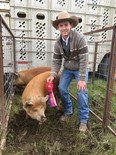 Both the both Hanna Rangeland Multi Club and Dryland Multi Clubs had their swine projects judged with Maya Hickle earning Grand Champion Buckle winner sponsored by Tacabre Ltd.  - Todd and Melanie Bossert. Joleen Scott photo