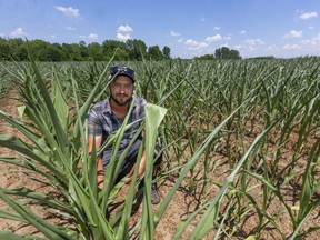 Matt Kittell, of Strathroy shows how low his withered corn crop is on the sandy soil that is common in the Strathroy, Mt. Brydges area west of London, Ont. Kittell says, "there's a 50% chance of rain this weekend, so this corn has a 50% chance of surviving." The hardy crop curls its leaves to trap moisture and uses the shinier portion of the base of the leaf to reflect sunlight, but even so, Kittell says the bottom of his plants are starting to show browning, and that's a fatal sign. Photograph taken on Tuesday July 7, 2020. (Mike Hensen/The London Free Press)