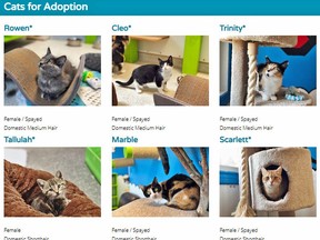 These cats are available for adoption and can be viewed on the North Bay and District Humane Society website. 
Supplied Photo