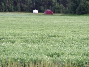 A pea field in full bloom in Northeast Saskatchewan. Photo Susan McNeil.