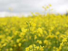 A canola field near Nipawin.