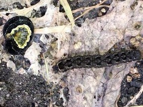 Bertha army worm. Photo supplied.