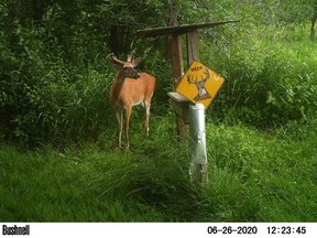 A whitetail buck in velvet visits the author's deer feeder on a warm day in June.
