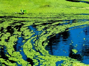 The RCDHU has confirmed the substance that was sampled from Lake Dore on July 2 was blue-green algae. Getty Images file photo

Not Released