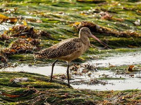 A Marbled Godwit pauses among patches of grass.

Not Released