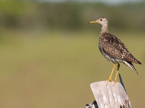 An Upland Sandpiper perched on a fence post.