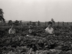 This photo from the Stratford-Perth Archives' collection of Beacon Herald negatives shows three of the Moss children – from left, Clodagh, 11, Cyril, 9, and Nirmala, 12 – spending an afternoon in the berry patch.  
 (STRATFORD-PERTH ARCHIVES)