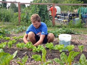 Local Community Food Centre summer student Martin Van Bakel spent Thursday morning picking lettuce and other produce from the Local's plot at the Dufferin Park Community Garden. Galen Simmons/The Beacon Herald/Postmedia Network