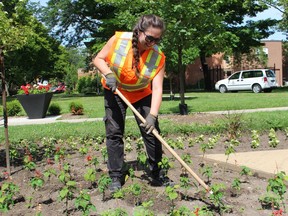 Paul Morden/The Observer
Rachel Veilleux, a recreation coordinator with the parks and recreation department in Sarnia, weeds a garden in Veterans Park, helping fill in on city horticultural crews that are short-staffed this year because summer students weren't hired as part of local cutbacks aimed at saving costs during the COVID-19 restrictions.