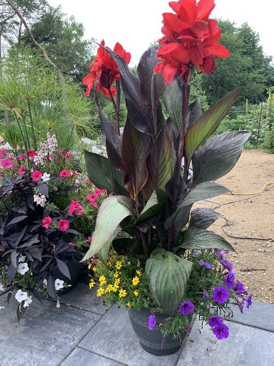 DeGroot: Why Canna lilies are enjoying a resurgence