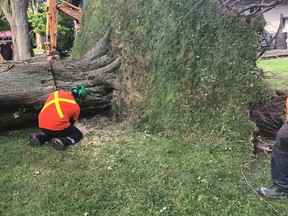 Workers with Tree Tech remove this downed tree from the back of the Henry Street home of Brian and Janet Smitjes this week, after it blew over in a rain storm that hit the region July 19. SUBMITTED