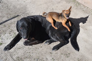 Zia the chihuahua sits on the back of her black-lab buddy Milo at Bear Crossing Variety. There are three other chihuahuas, all rescues, who live at the store. Jim Moodie/Sudbury Star