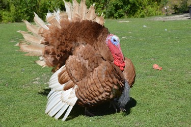 A turkey struts through the yard at Bear Crossing Variety, showing off its plumage. Jim Moodie/Sudbury Star