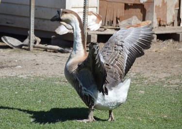 An African goose fans its wings on the property of Bear Crossing Variety. Jim Moodie/Sudbury Star