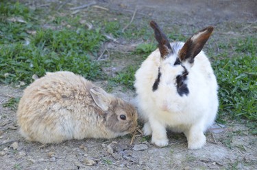 These two bunnies appear to be good buddies. They can be seen hopping around at the Bear Crossing Variety store. Jim Moodie/Sudbury Star
