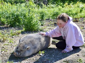 Kallie Henry pets Wilburt the pig at the Bear Crossing Variety store on Panache Lake Road. Jim Moodie/Sudbury Star