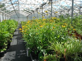 Kayanase Greenhouse, based in Six Nation territory, Brantford Ont., is another native owned and operated nursery that combines science and traditional ecological knowledge to scout for seed and nurture locally native plants. Supplied photo