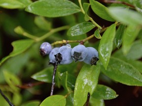 Moisture beads on blueberries growing near Blueberry Hill Road in Naughton.