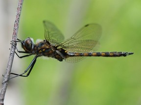 Dragonfly perched on a birch twig. Note that the legs are bent forward to form a basket for catching prey. Also note the huge eyes and wings that remain outstretched when at rest. Photograph by Joe Shorthouse.