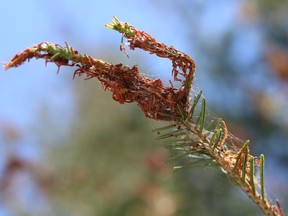 Spruce budworm damage seen here on the tips of a balsam fir.  Supplied