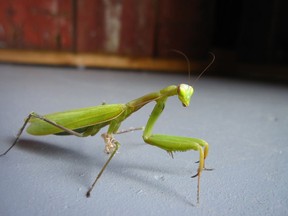 Most kids over the age of four know that a praying mantis is one of the most amazing insects in the world. Supplied