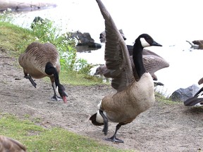 A goose chases away another goose near Bell Park in Sudbury, Ont. on Monday July 13, 2020.