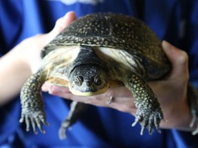 Anna Burke, a science communicator at Science North in Sudbury, Ont., holds Jigsaw, a blanding's turtle on Tuesday July 14, 2020. The science centre will be open to the public this weekend, offering two sessions,  9 a.m. to 1 p.m. and 2 p.m. to 6 p.m., with a 300-person maximum in each session to align with health official guidelines. During the remainder of July, Science North will be open to the public on weekends only.