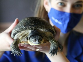 Anna Burke, a science communicator at Science North, holds Jigsaw, a Blanding's turtle, in this file photo.