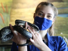 Anna Burke, a science communicator at Science North in Sudbury, Ont., holds Epsilon, an eastern gray ratsnake on Tuesday July 14, 2020. The science centre will be open to the public this weekend, offering two sessions,  9 a.m. to 1 p.m. and 2 p.m. to 6 p.m., with a 300-person maximum in each session to align with health official guidelines. During the remainder of July, Science North will be open to the public on weekends only.