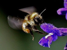 Gardeners across Sudbury are joining the challenge to grow pollinator-friendly plants to support the work of insects, bees, butterflies and birds.